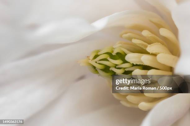 close up shot of internal details of white magnolia flower,romania - star magnolia trees stock pictures, royalty-free photos & images