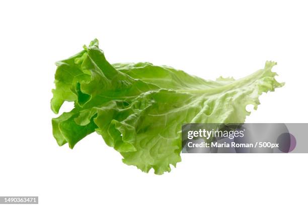 green lettuce leaf isolated on white background,romania - feuille de salade fond blanc photos et images de collection