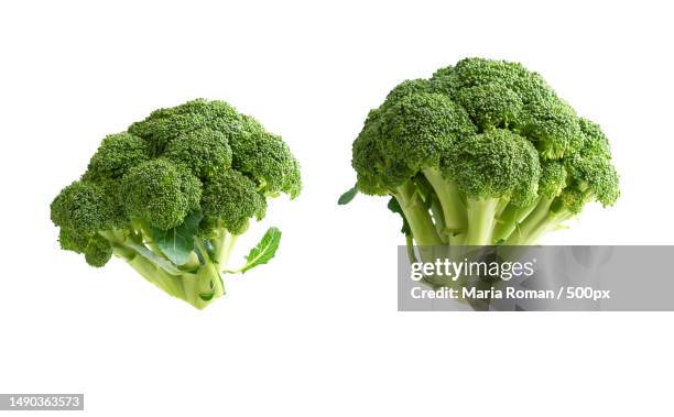 fresh green broccoli cabbage isolated on white background,romania - broccoli stockfoto's en -beelden