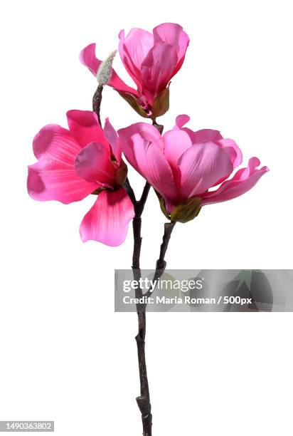 magnolia branch with pink flowers on a white background,textile material,romania - blume stock-fotos und bilder