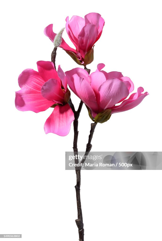 Magnolia branch with pink flowers on a white background,Textile material,Romania