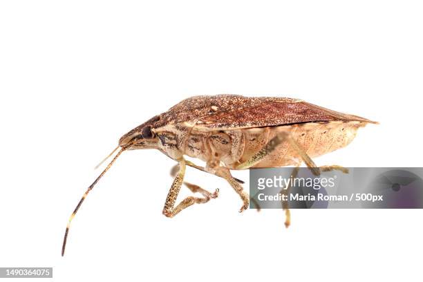 the brown marmorated stink bug on white background,originally from east asia,romania - schnabelkerfe stock-fotos und bilder