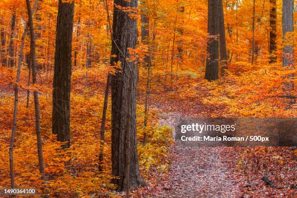 trees with fall foliage in rural michigan state,romania - michigan v michigan state stock pictures, royalty-free photos & images