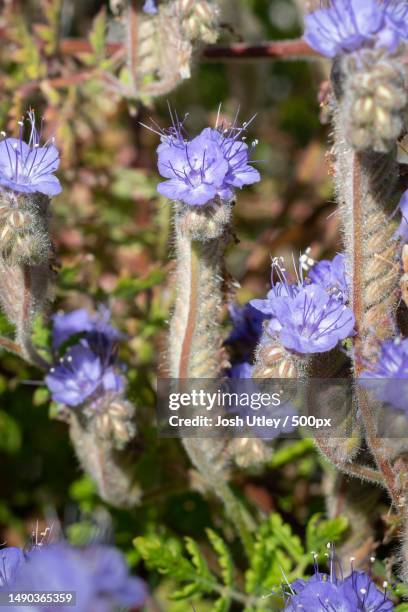 close-up of purple flowering plants,anza borrego state park,united states,usa - josh utley stock-fotos und bilder