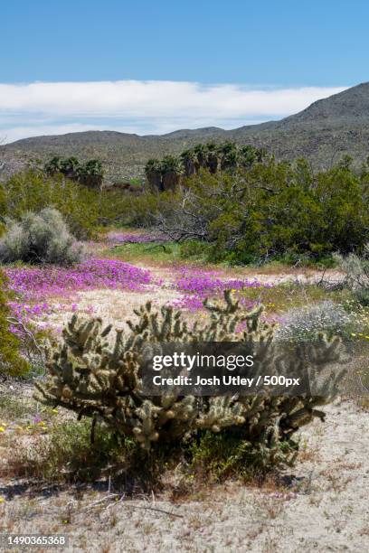 scenic view of flowering plants on land against sky,anza borrego state park,united states,usa - josh utley stock-fotos und bilder