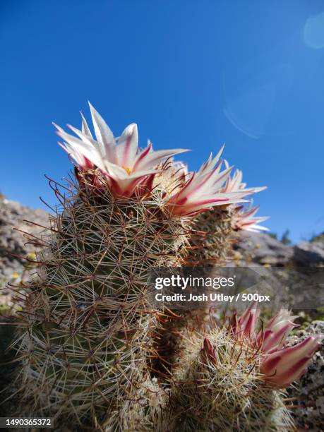 close-up of cactus against blue sky,borrego springs,california,united states,usa - josh utley stock-fotos und bilder