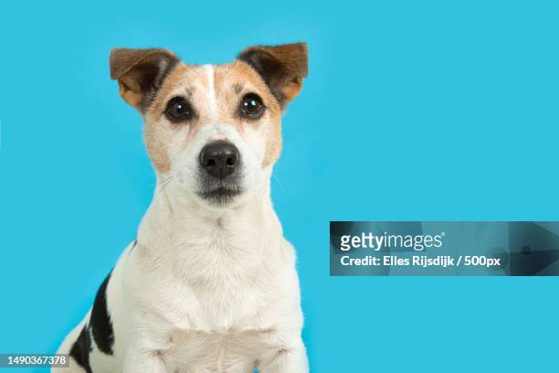 jack russell dog portrait looking at the camera on a blue background,utrecht centraal,er utrecht,netherlands - dog blue background stock pictures, royalty-free photos & images