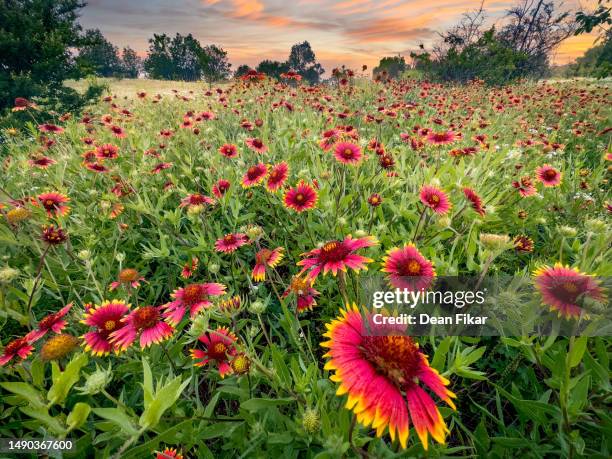 stunning texas wildflower display - fort worth fotografías e imágenes de stock
