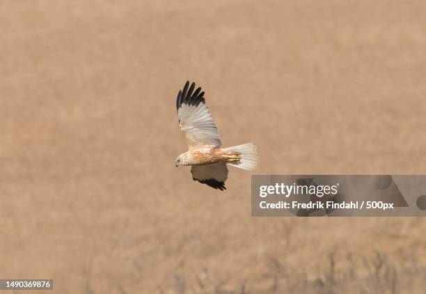 marsh harrier brun krrhk aa - vår fotografías e imágenes de stock