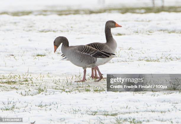 greylag goose grgs aa - vår stockfoto's en -beelden