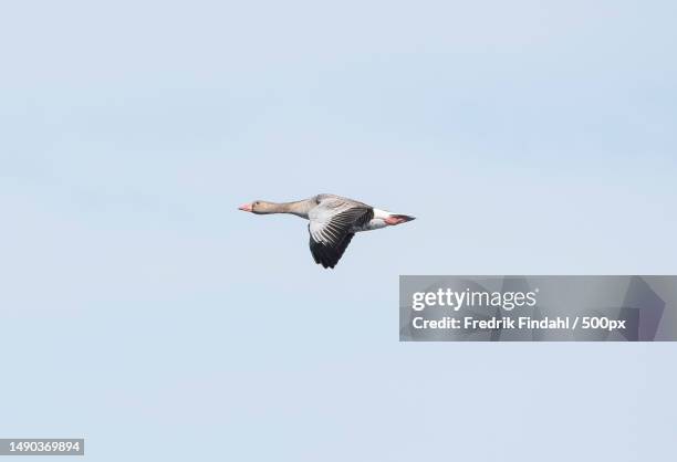 low angle view of water greylag goose flying against clear sky - vår stockfoto's en -beelden