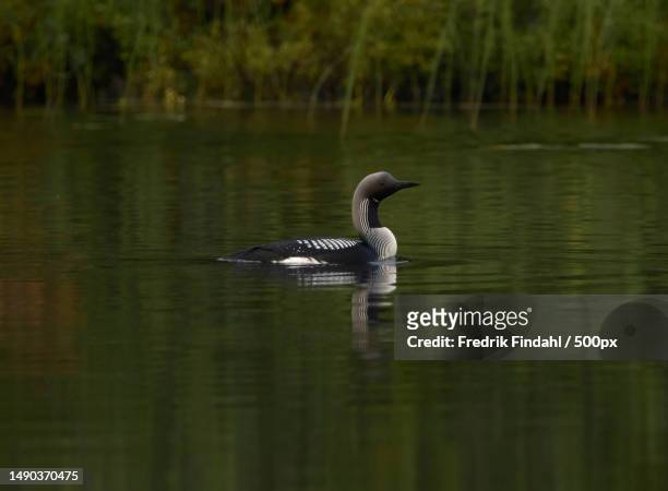 a duck swimming in lake,sweden - sommar - fotografias e filmes do acervo
