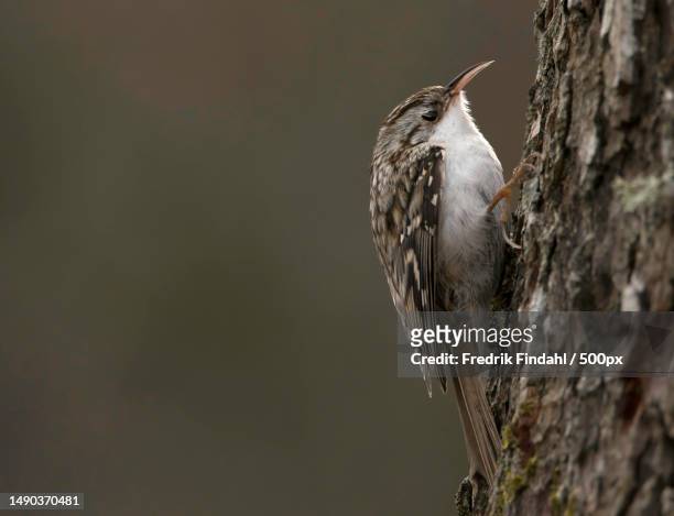 a starling on tree,sweden - vår fotografías e imágenes de stock