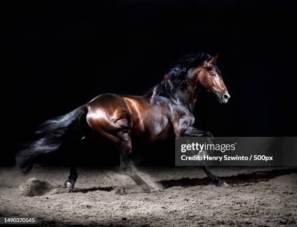 aldo in motion,london,united kingdom,uk - purebred stock pictures, royalty-free photos & images