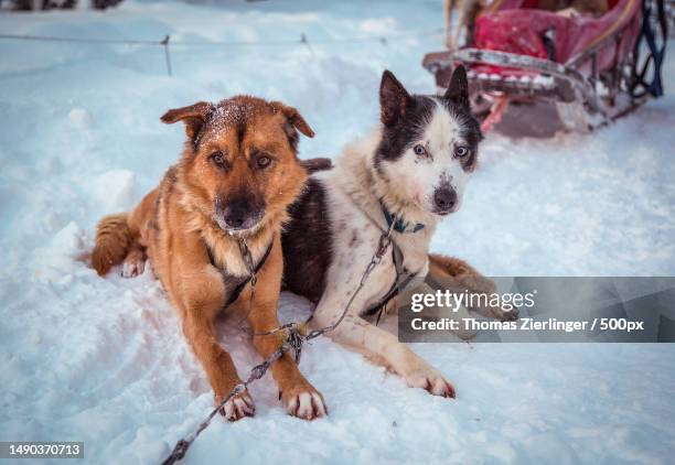 two dogs on snowy field,vittangi,sweden - treno - fotografias e filmes do acervo