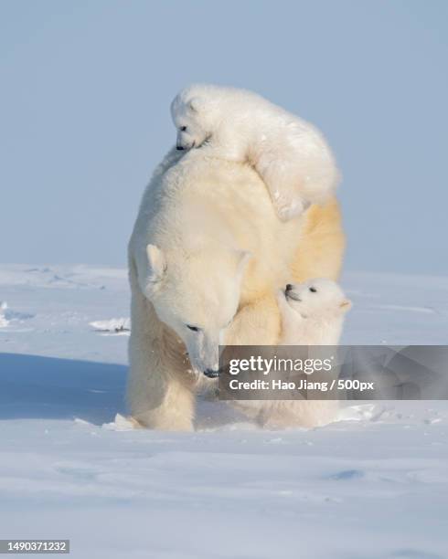 two polar bears play fight,wapusk national park,canada - clima polar fotografías e imágenes de stock