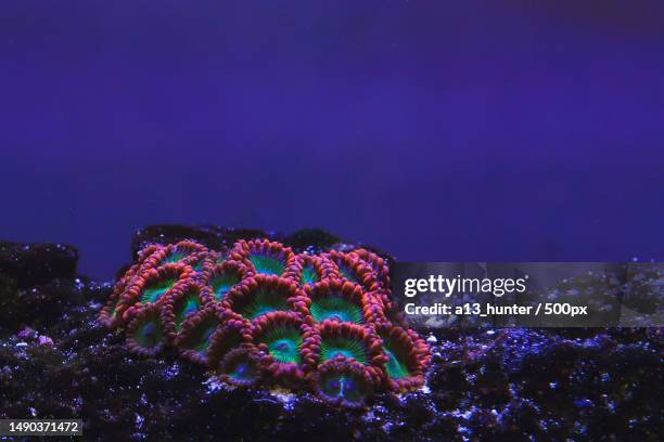 underwater rainbow,barbados - brain coral 個照片及圖片檔