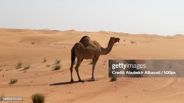 brown camel on desert,saudi arabia - camello dromedario fotografías e imágenes de stock