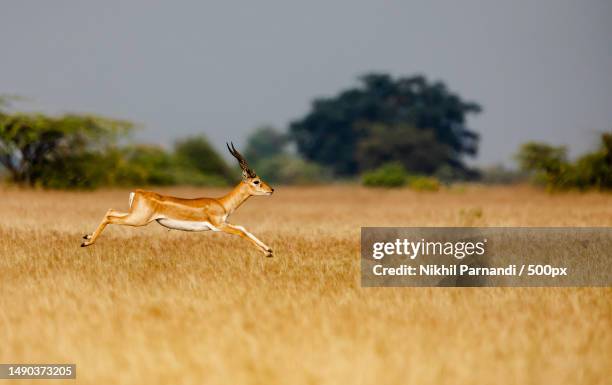 the jump,rollapadu,andhra pradesh,india - south india stock pictures, royalty-free photos & images