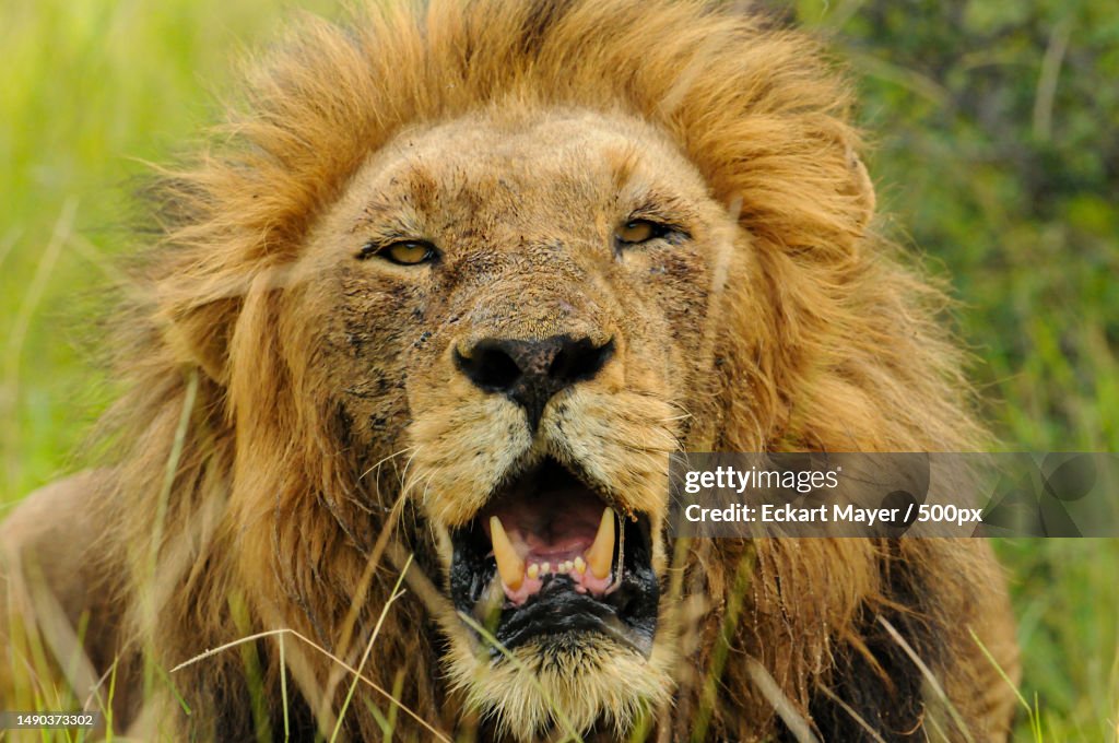 Close-up portrait of lion,Sabi Sands Game Reserve,South Africa
