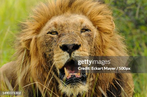 Close-up portrait of lion,Sabi Sands Game Reserve,South Africa Close-up portrait of lion,Sabi Sands Game Reserve,South Africa