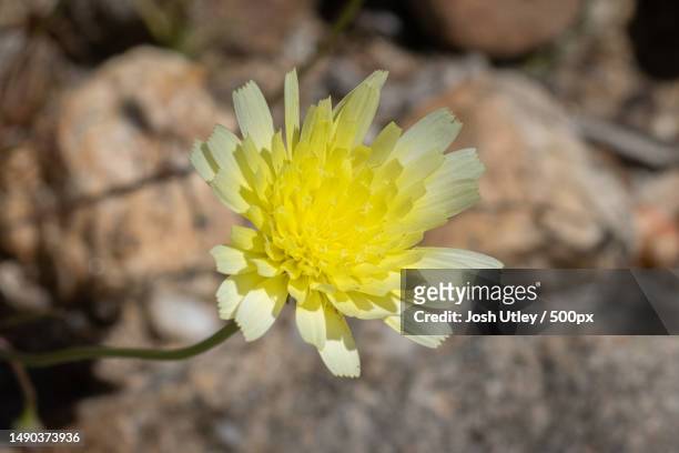 close-up of yellow flower,anza borrego state park,united states,usa - josh utley stock-fotos und bilder