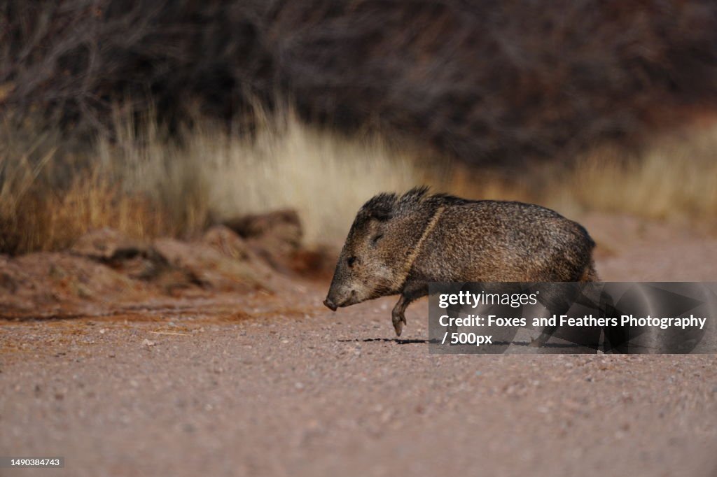 Side view of javelina on field,Bosque Del Apache National Wildlife Refuge Visitor Center,United States,USA