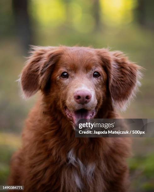 cute golden retriever in forest,cieszyno,poland - smiling brown dog stock pictures, royalty-free photos & images