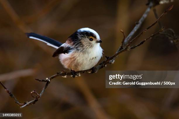 close-up of songtitmouse perching on branch,dietikon,switzerland - gerold guggenbuehl fotografías e imágenes de stock