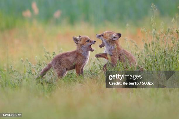 two cheetahs on grassy field,aschaffenburg,germany - animal joven fotografías e imágenes de stock