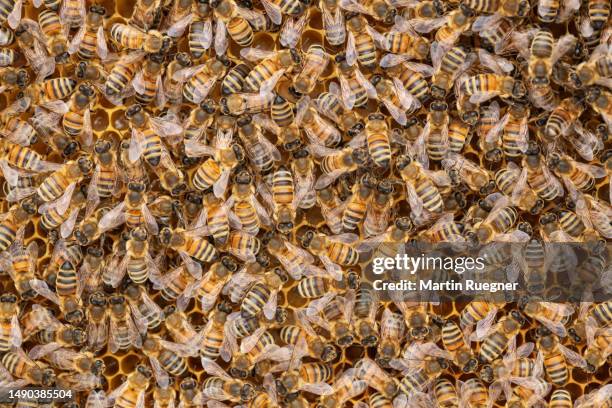 worker bees on honeycomb. franconia, bavaria, germany, europe. - organized group photo stock pictures, royalty-free photos & images