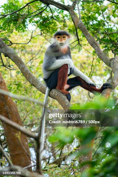 low angle view of douc langur sitting on tree - leaf monkey stock pictures, royalty-free photos & images