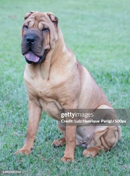 portrait of mastiff sitting on grassy field,botucatu,brazil - boerboel stockfoto's en -beelden