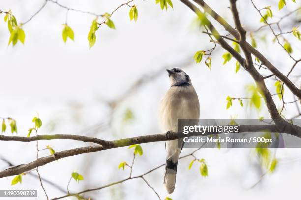 blue jay bird on a tree branch with spring leaves,romania - bulbuls stock pictures, royalty-free photos & images