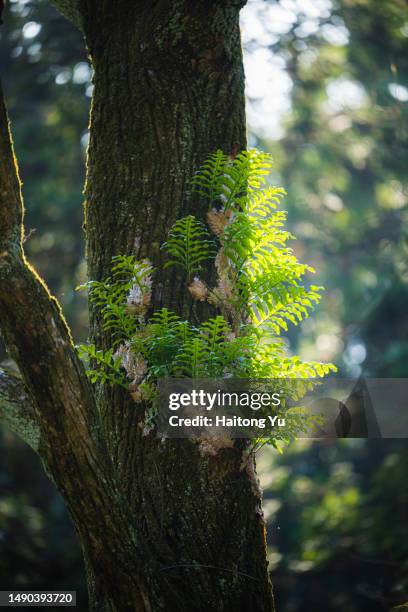 bird's-nest fern (asplenium nidus) - bird's nest fern stock pictures, royalty-free photos & images