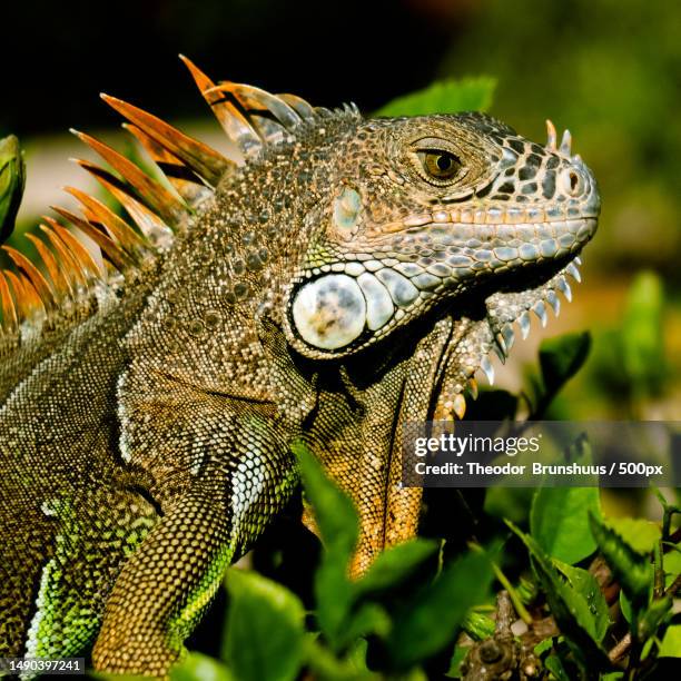 Lizard Tecter 312 Lizard Scale Texture Stock Photos, High-Res Pictures, and Images ...