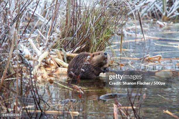 beaver grin,hope,british columbia,canada - kanadischer biber stock-fotos und bilder