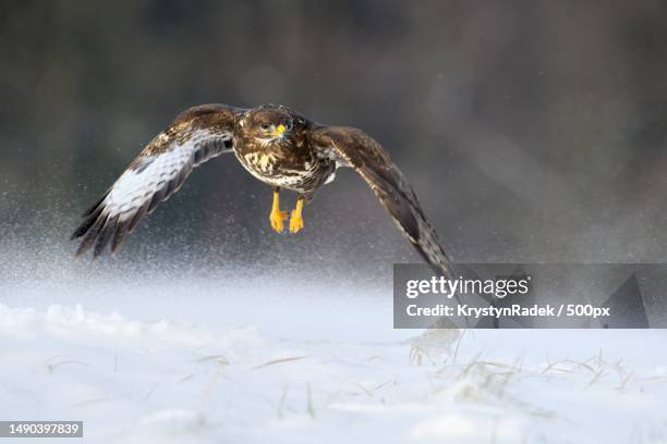 close-up of owl flying on snow covered field,czech republic - golden eagle stock pictures, royalty-free photos & images