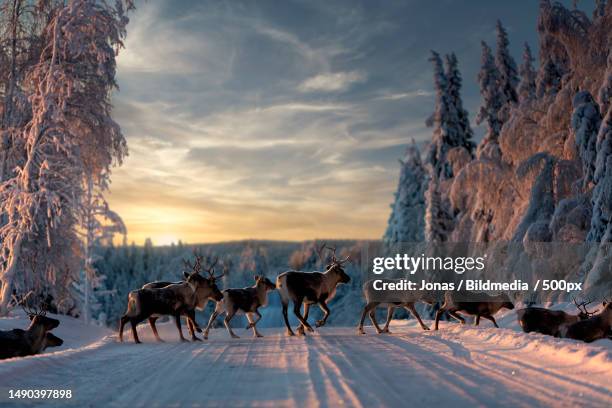 a group of reindeers crossing the road covered snow,sweden - reindeer 個照片及圖片檔