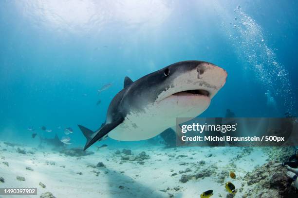 low angle view of tiger shark swimming in sea,fuvahmulah,maldives - tiger shark stock-fotos und bilder