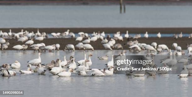 snow geese resting in the flats,richmond,british columbia,canada - schneegans stock-fotos und bilder