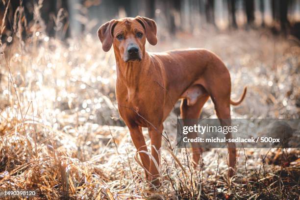 portrait of purebred dog standing on field,czech republic - rhodesian ridgeback stock-fotos und bilder