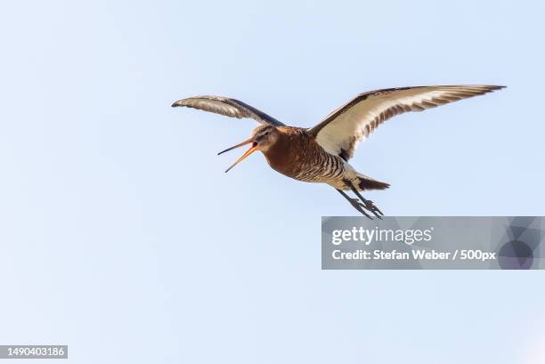 low angle view of godwit flying against clear sky - grutto stockfoto's en -beelden