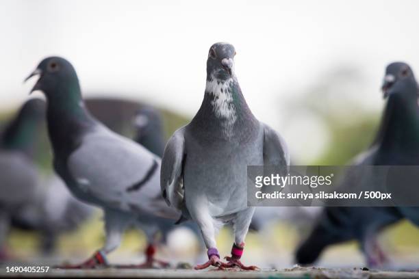 group of homing pigeon standing on home loft trap,bangkok,thailand - brieftaube stock-fotos und bilder