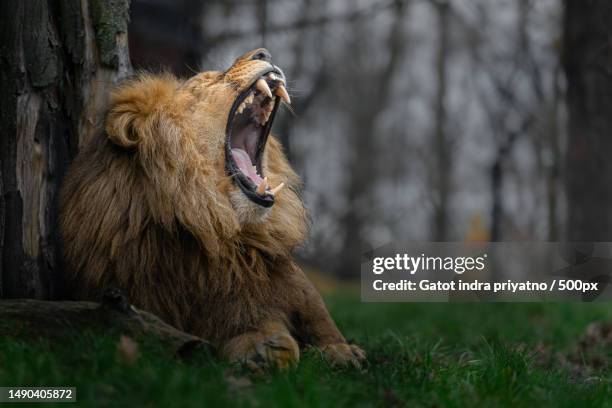 close-up of lion yawning while sitting on field - löwe schnauze stock-fotos und bilder