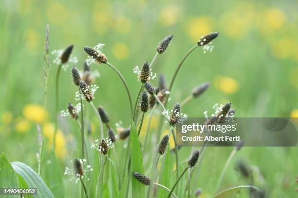 plantago lanceolata - grass isolated stock-fotos und bilder