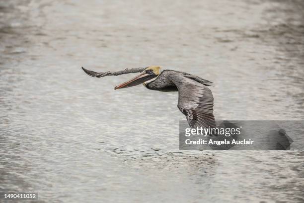 brown pelican on florida beach - angela auclair stock pictures, royalty-free photos & images