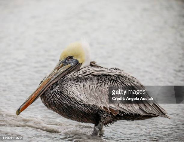 brown pelican on florida beach - angela auclair stock pictures, royalty-free photos & images