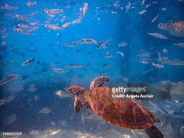 swimming with the turtles in curacao - angela auclair stock pictures, royalty-free photos & images