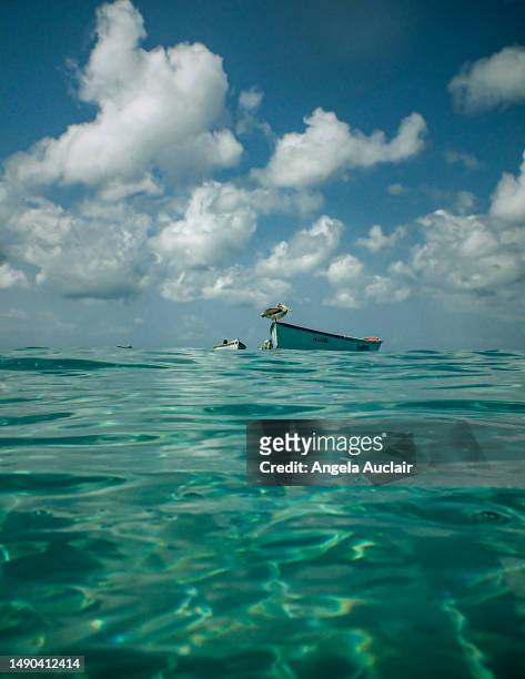 swimming with the turtles in curacao - angela auclair stock pictures, royalty-free photos & images
